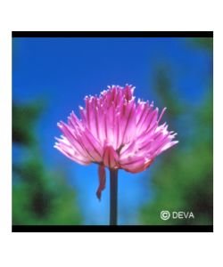 Wild Garlic Elixir BIO, 15 ml
